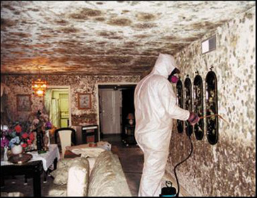 Remove Mold From Walls How To Remove Black Mold